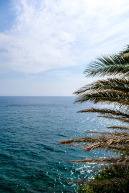 Palmiye ağacı ve deniz manzarası.