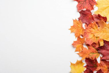 Sonbahar kompozisyonu. Beyaz bej arka planda renkli akçaağaç yapraklarından yapılmış çerçeve. Düz konum, üst görünüm, kopyalama alanı. Sonbahar, hasat, şükran günü konsepti..