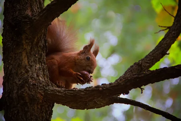 Puszysta Wiewiórka Jesiennym Drzewie Szczęśliwe Zwierzątko Kolorowe Puszyste Puszyste Wiewiórka — Zdjęcie stockowe