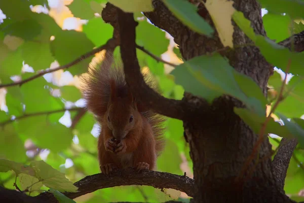 Fluffy Σκίουρος Φθινόπωρο Tree Happy Ζώο Πολύχρωμο Αφράτο Δέντρο Φθινόπωρο — Φωτογραφία Αρχείου