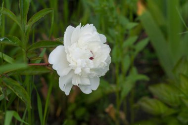 Beautiful with white peony summer park.Beautiful natural landscape. Summer green garden.