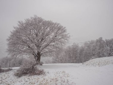 Monte San Primo kışın, Lombardy, İtalya için yürüyüş yolu