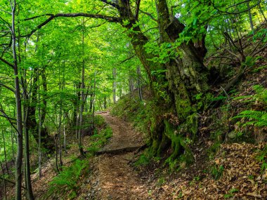 Hiking Trail Val Grande Milli Parkı'nda, Piedmont, İtalya