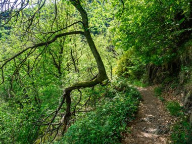 Hiking Trail from Cicogna to Pogallo in Val Grande National Park, Piedmont, Italy