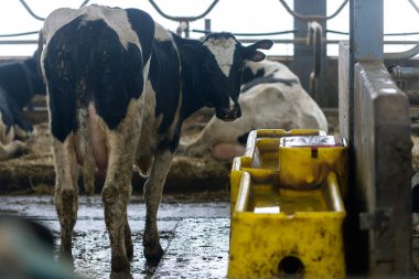ineklerin süt doğurmak ekimi için modern cowshed