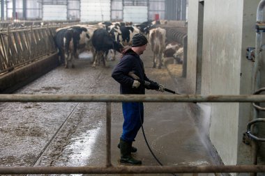 peeing ve inekler croaking ineklerin süt doğurmak ekimi için modern cowshed