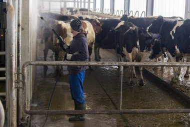 peeing ve inekler croaking ineklerin süt doğurmak ekimi için modern cowshed