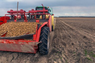 Çiftçiler tarafından alanları patatesten hasat