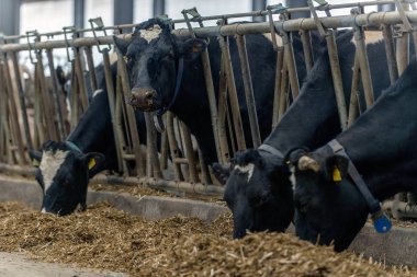 ineklerin süt doğurmak ekimi için modern cowshed