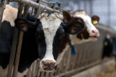ineklerin süt doğurmak ekimi için modern cowshed