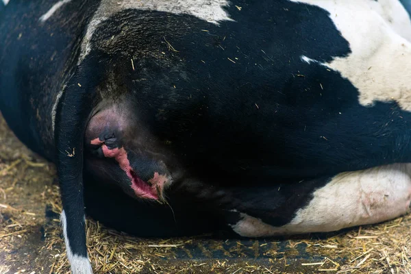 おもらしと牛の鳴き声の酪農場の品種の栽培のためのモダンな牛舎 — ストック写真