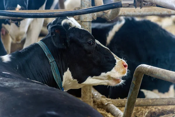 Moderna Stalla Coltivazione Razze Bovine Latte — Foto Stock