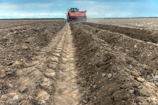 Сбор картофеля с полей фермерами
