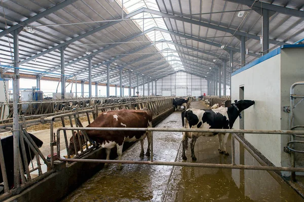 Galpão Moderno Para Cultivo Raças Leiteiras Vacas Vacas Mijando Croaking — Fotografia de Stock