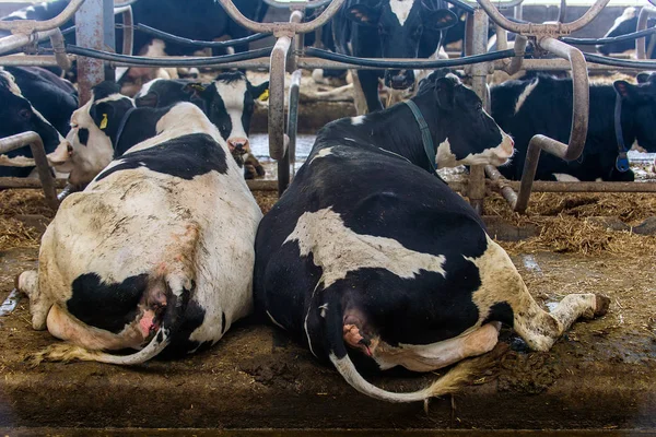 Galpão Moderno Para Cultivo Raças Leiteiras Vacas Vacas Mijando Croaking — Fotografia de Stock