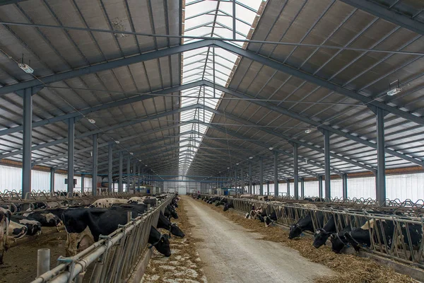 Vaqueiro Moderno Para Cultivo Raças Leiteiras Vacas — Fotografia de Stock