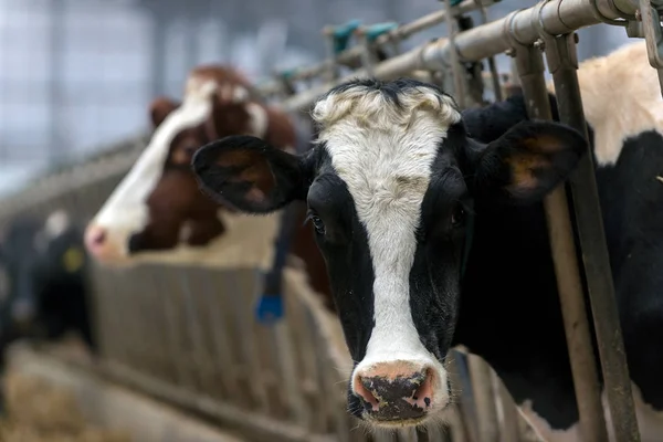 Moderna Stalla Coltivazione Razze Bovine Latte — Foto Stock