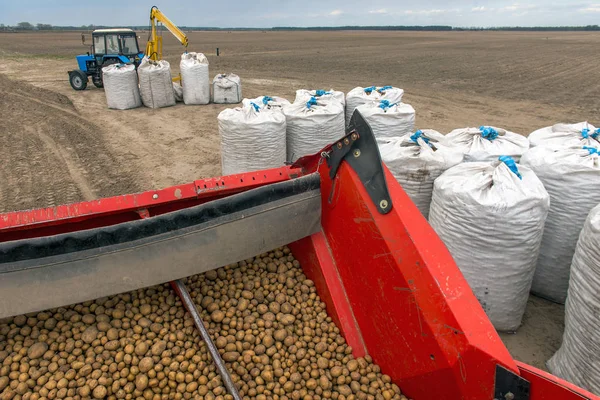 Oogsten Van Aardappelen Uit Velden Door Boeren — Stockfoto