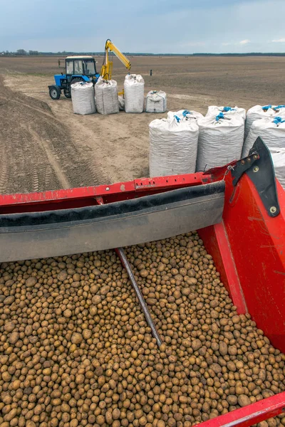 Oogsten Van Aardappelen Uit Velden Door Boeren — Stockfoto
