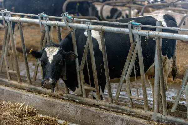 牛の酪農場の品種の栽培のためのモダンな牛舎 — ストック写真