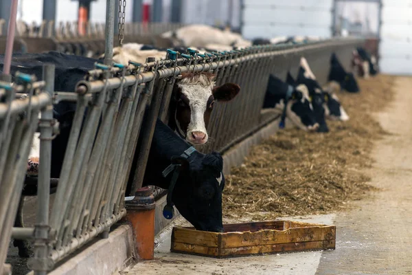 Vaqueiro Moderno Para Cultivo Raças Leiteiras Vacas — Fotografia de Stock