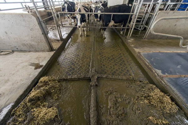 Galpão Moderno Para Cultivo Raças Leiteiras Vacas Vacas Mijando Croaking — Fotografia de Stock