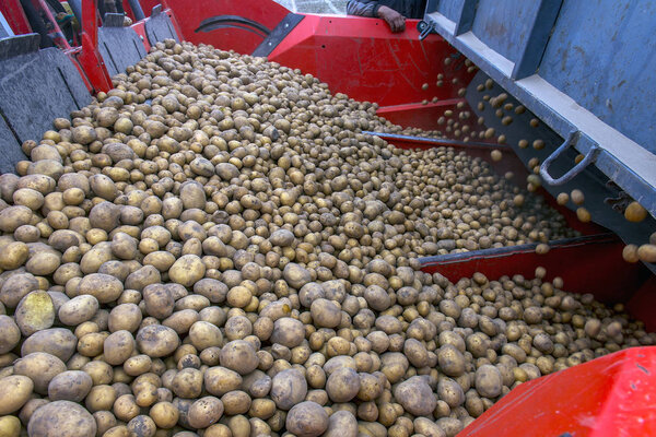 Сбор картофеля с полей фермерами
