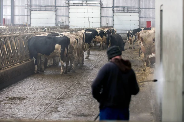 Vaqueiro Moderno Para Cultivo Raças Leiteiras Vacas — Fotografia de Stock