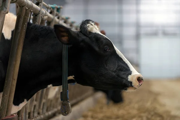 Vaqueiro Moderno Para Cultivo Raças Leiteiras Vacas — Fotografia de Stock