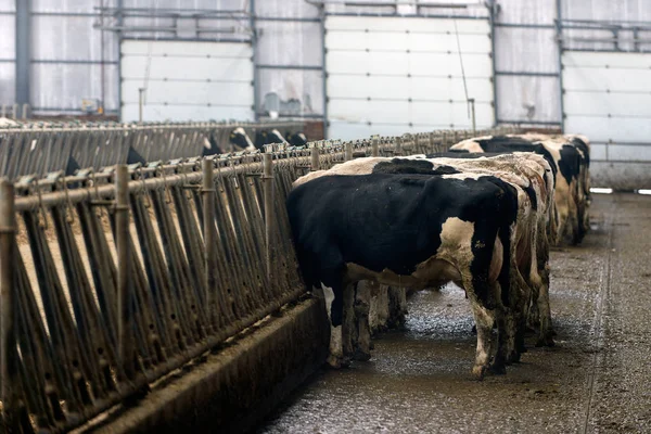 Moderna Stalla Coltivazione Razze Bovine Latte — Foto Stock