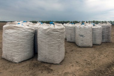 Çiftçiler tarafından alanları patatesten hasat