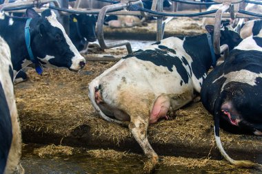 ineklerin süt doğurmak ekimi için modern cowshed