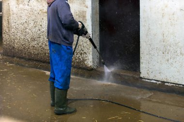 peeing ve inekler croaking ineklerin süt doğurmak ekimi için modern cowshed