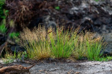 Ukrayna, Polesie bölge, turba alanları, bir mineral çıkarımı