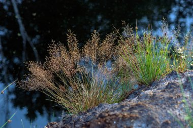 Ukrayna, Polesie bölge, turba alanları, bir mineral çıkarımı