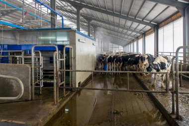 peeing ve inekler croaking ineklerin süt doğurmak ekimi için modern cowshed
