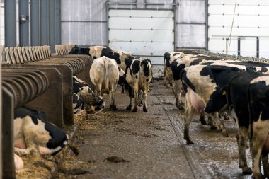 ineklerin süt doğurmak ekimi için modern cowshed