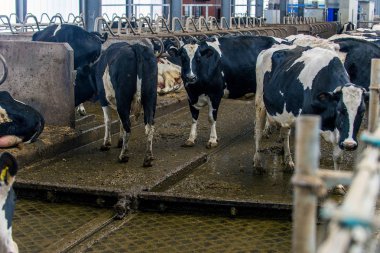 peeing ve inekler croaking ineklerin süt doğurmak ekimi için modern cowshed