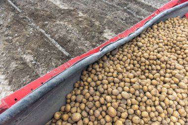 Çiftçiler tarafından alanları patatesten hasat