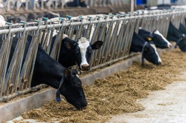 ineklerin süt doğurmak ekimi için modern cowshed
