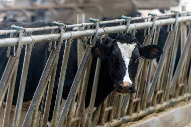 ineklerin süt doğurmak ekimi için modern cowshed