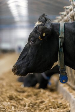 ineklerin süt doğurmak ekimi için modern cowshed