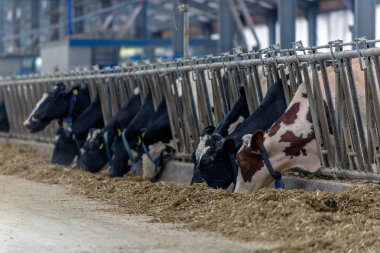 ineklerin süt doğurmak ekimi için modern cowshed