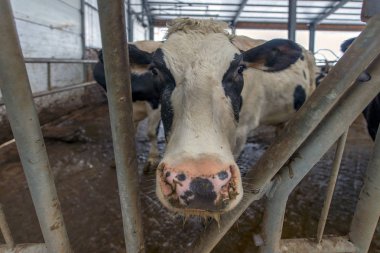 ineklerin süt doğurmak ekimi için modern cowshed