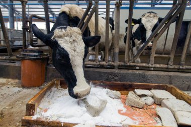 ineklerin süt doğurmak ekimi için modern cowshed