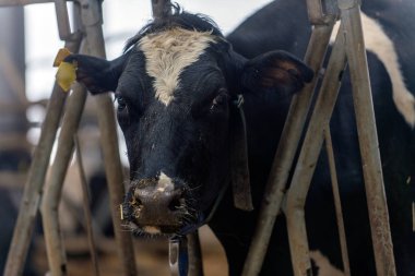 ineklerin süt doğurmak ekimi için modern cowshed