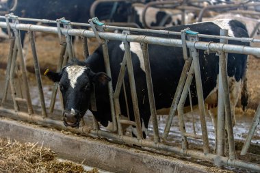 ineklerin süt doğurmak ekimi için modern cowshed