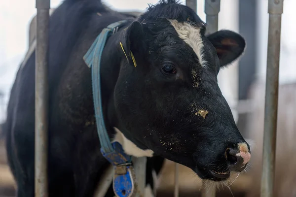 Modern Cowshed Cultivation Dairy Breeds Cows — Stock Photo, Image