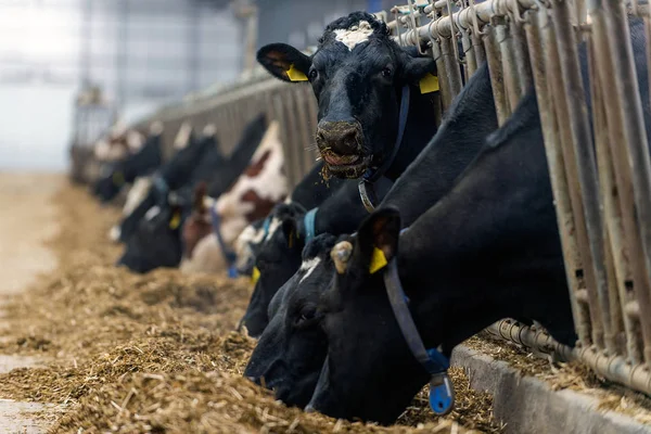 Moderna Stalla Coltivazione Razze Bovine Latte — Foto Stock