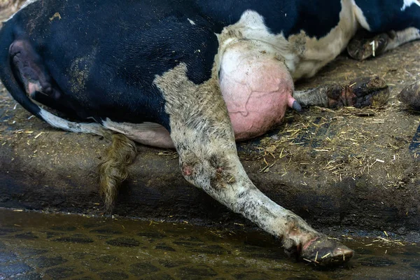 Vaqueiro Moderno Para Cultivo Raças Leiteiras Vacas — Fotografia de Stock